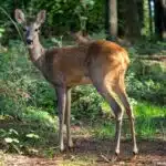 Ein Europäisches Reh steht aufmerksam auf einer Lichtung im Wald.