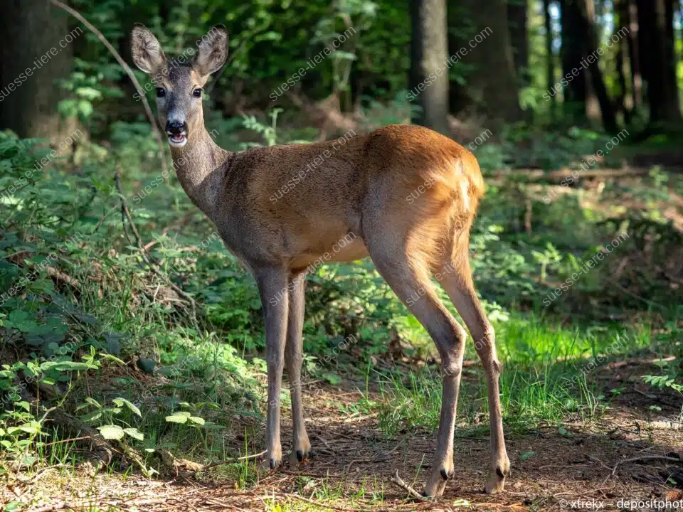 Ein Europäisches Reh steht aufmerksam auf einer Lichtung im Wald.