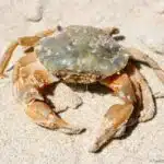 Eine Gemeine Strandkrabbe sitzt auf hellem Sand an einer Küste.