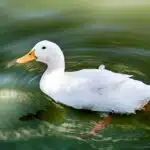 Eine Hausente schwimmt auf einem ruhigen Teich zwischen Wasserpflanzen.