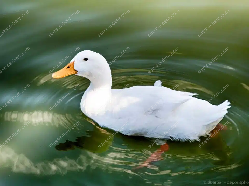 Eine Hausente schwimmt auf einem ruhigen Teich zwischen Wasserpflanzen.