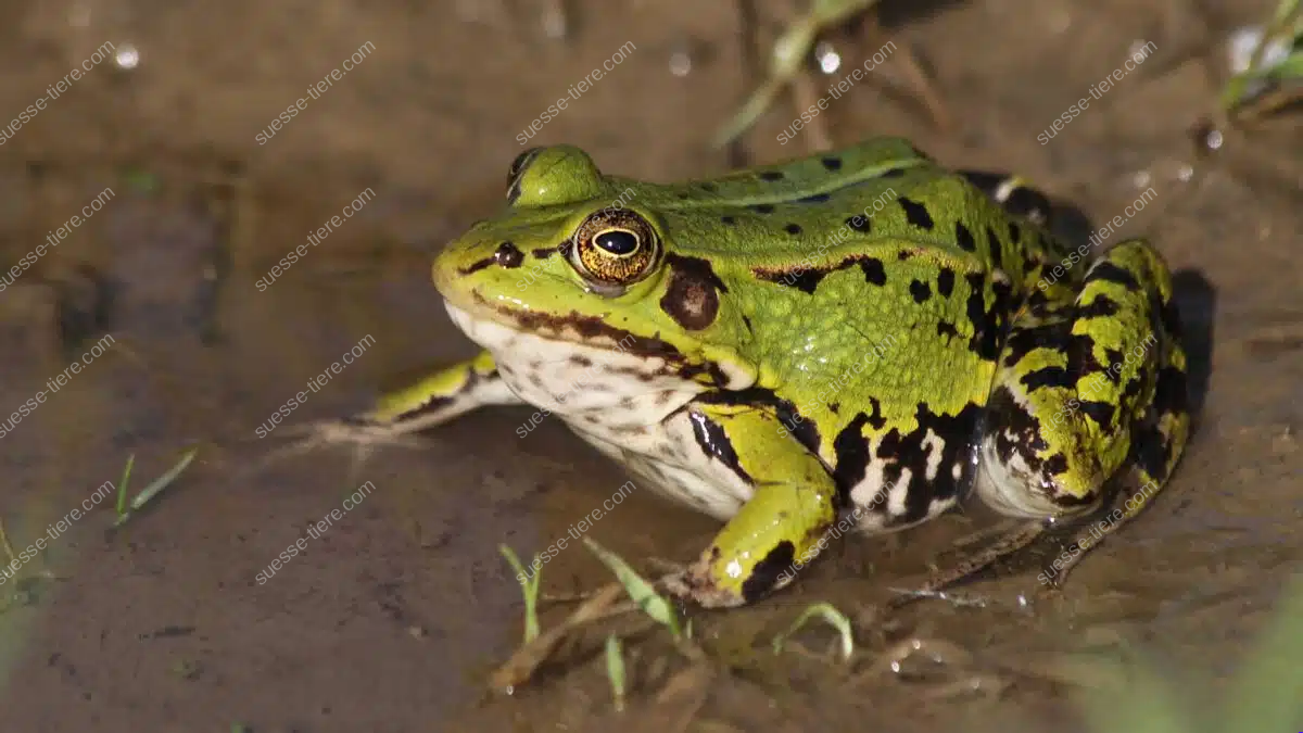 Ein Kleiner Wasserfrosch sitzt zwischen grünen Wasserpflanzen am Rand eines sonnigen Teichs.