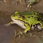 Ein Kleiner Wasserfrosch sitzt zwischen grünen Wasserpflanzen am Rand eines sonnigen Teichs.
