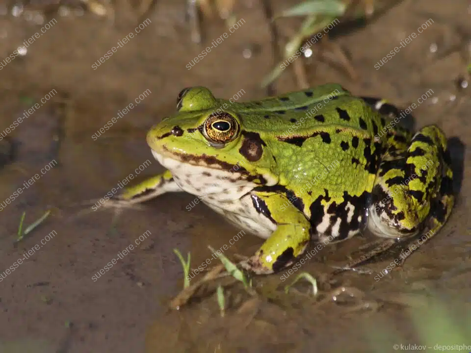 Ein Kleiner Wasserfrosch sitzt zwischen grünen Wasserpflanzen am Rand eines sonnigen Teichs.