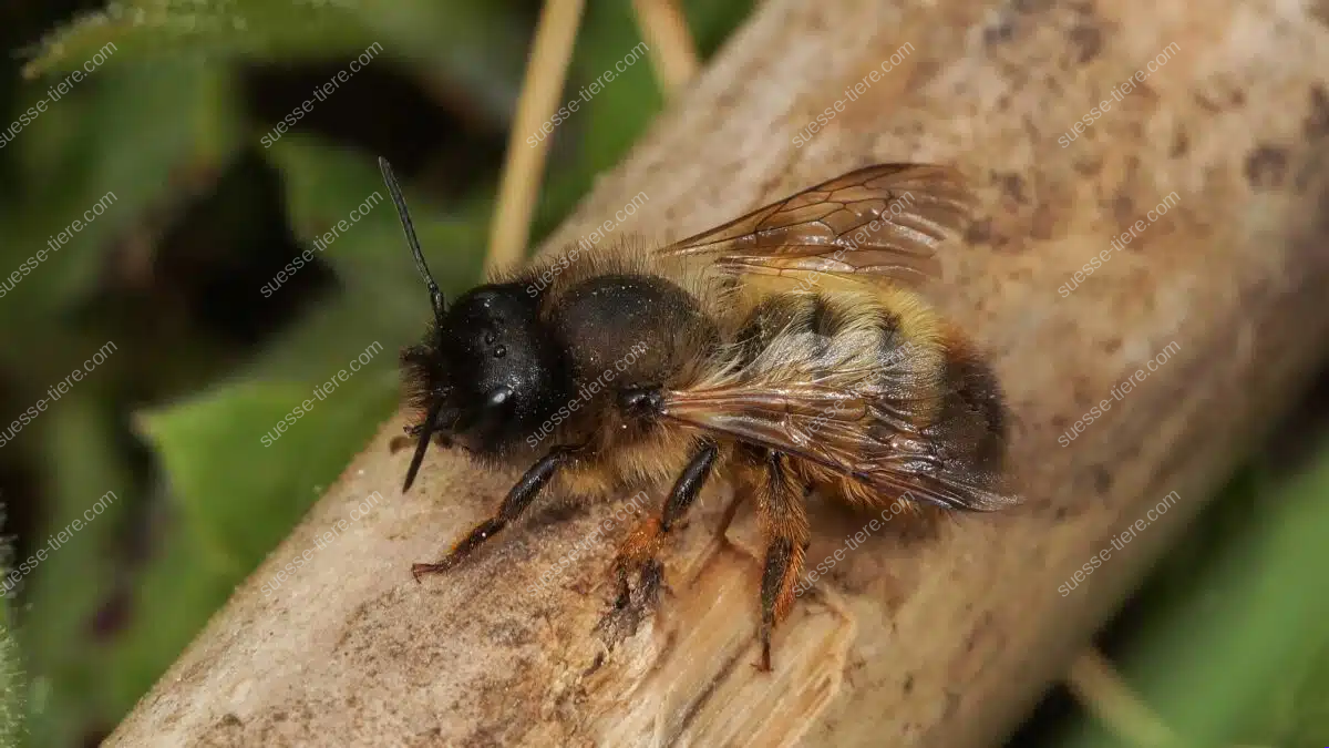 Eine Mauerbiene mit rostbraunem Pelz sitzt auf einem hellen Stück Holz.