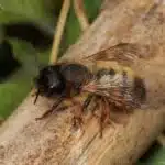 Eine Mauerbiene mit rostbraunem Pelz sitzt auf einem hellen Stück Holz.
