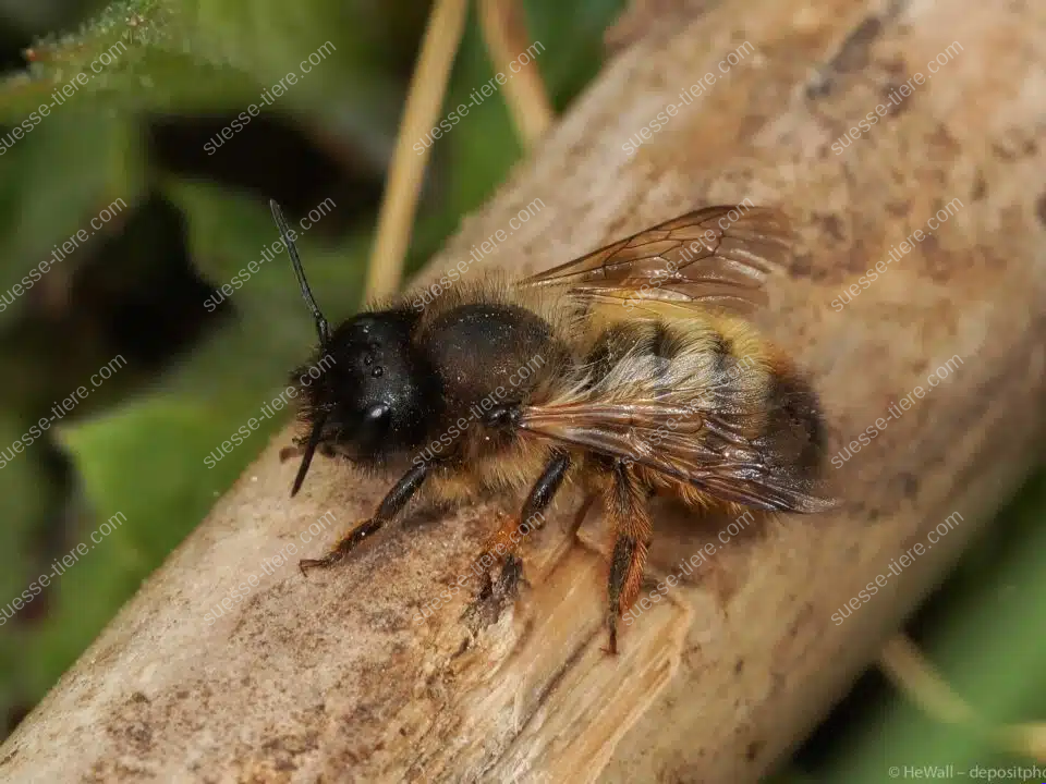 Eine Mauerbiene mit rostbraunem Pelz sitzt auf einem hellen Stück Holz.
