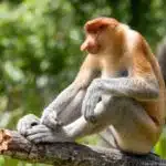 Ein Nasenaffe sitzt aufmerksam auf einem Baumstamm in seinem natürlichen Lebensraum auf Borneo.