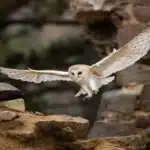 Eine Schleiereule fliegt mit weit geöffneten Flügeln vor einer alten Steinmauer.