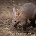 Ein Erdferkel steht mit gesenkter Schnauze und großen Ohren auf lockerem Boden.