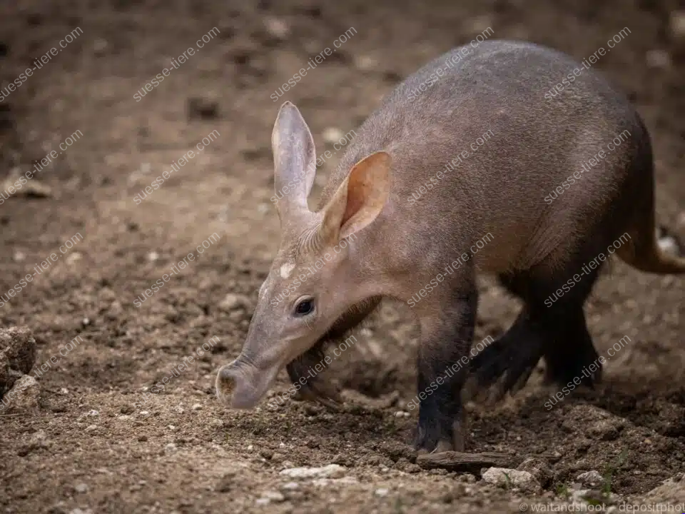 Ein Erdferkel steht mit gesenkter Schnauze und großen Ohren auf lockerem Boden.