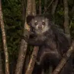 Ein Fingertier mit großen Ohren sitzt nachts zwischen schmalen Ästen im Wald.