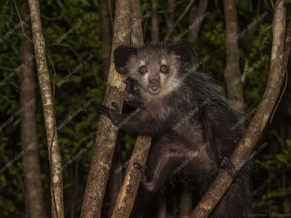 Ein Fingertier mit großen Ohren sitzt nachts zwischen schmalen Ästen im Wald.