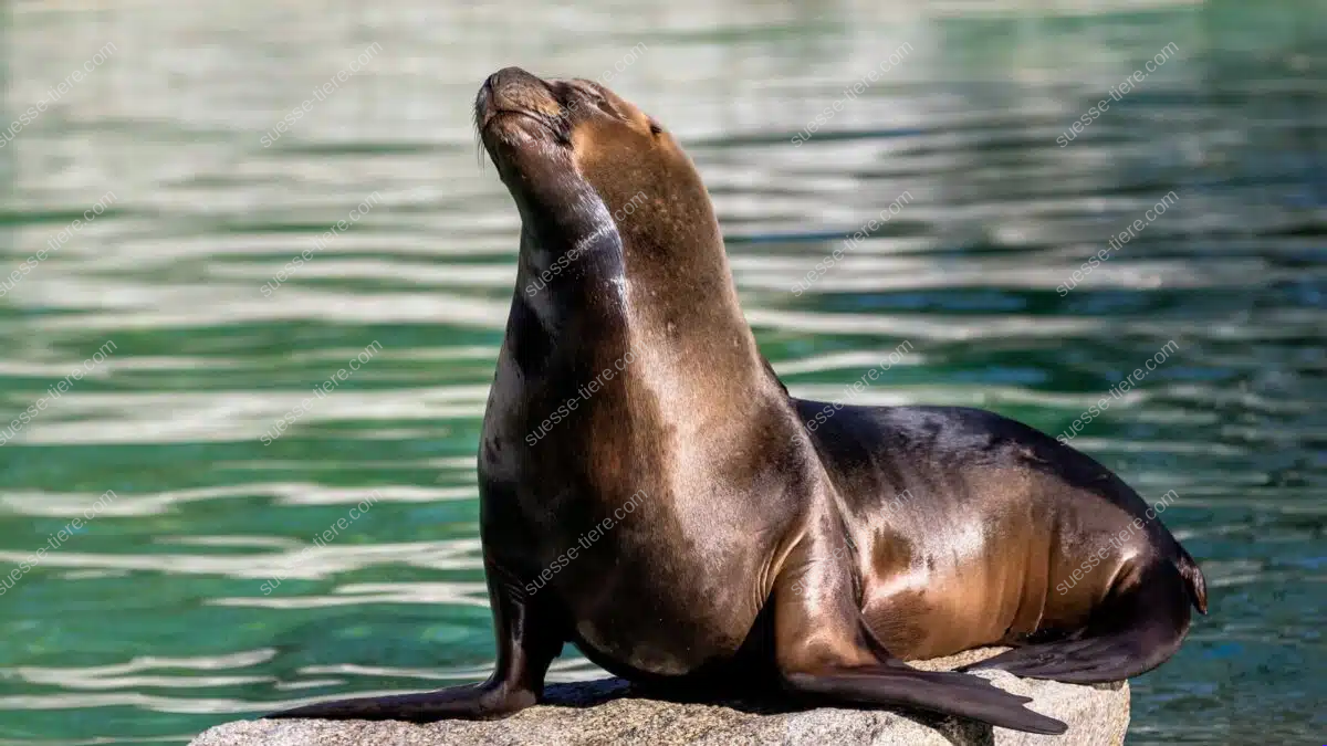 Eine braune Mähnenrobbe sitzt mit erhobenem Kopf auf einem Felsen am Wasser.