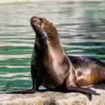 Eine braune Mähnenrobbe sitzt mit erhobenem Kopf auf einem Felsen am Wasser.