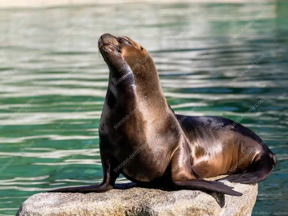 Eine braune Mähnenrobbe sitzt mit erhobenem Kopf auf einem Felsen am Wasser.