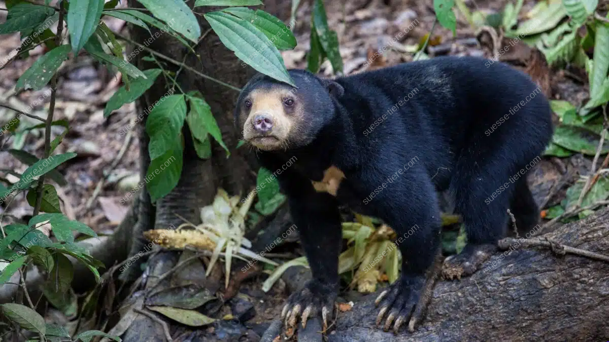 Ein Malaienbär steht zwischen dicken Wurzeln und grünen Pflanzen im Wald.