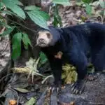 Ein Malaienbär steht zwischen dicken Wurzeln und grünen Pflanzen im Wald.