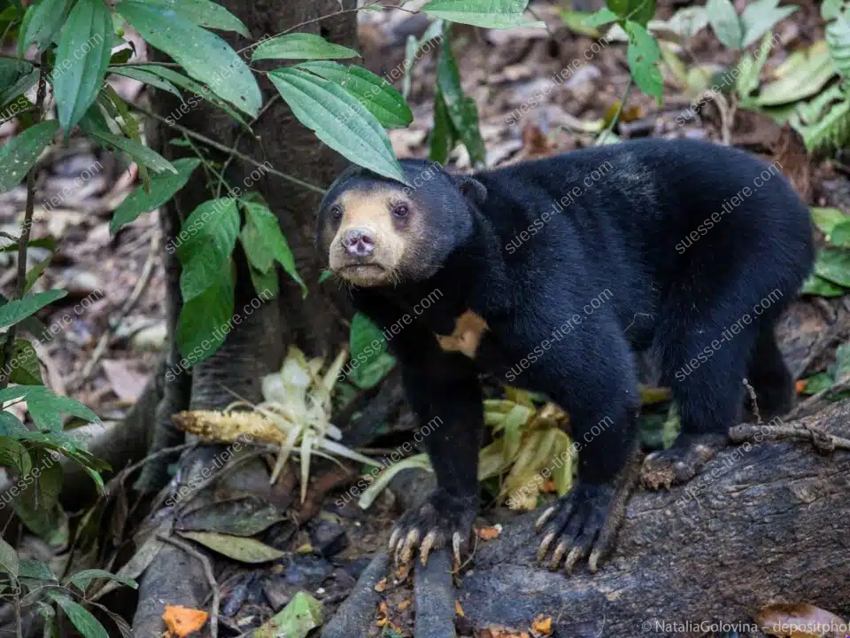 Ein Malaienbär steht zwischen dicken Wurzeln und grünen Pflanzen im Wald.