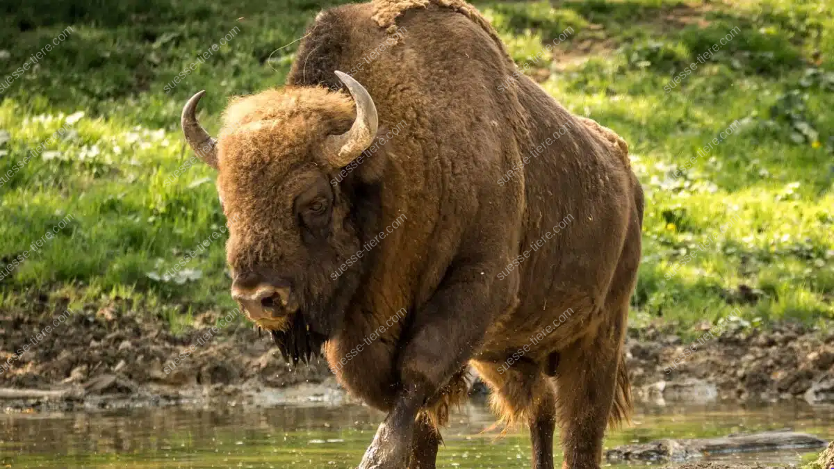 Ein großer Wisent steht mit nassen Beinen an einer flachen Wasserstelle im Wald.