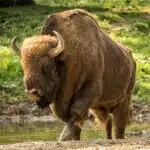 Ein großer Wisent steht mit nassen Beinen an einer flachen Wasserstelle im Wald.