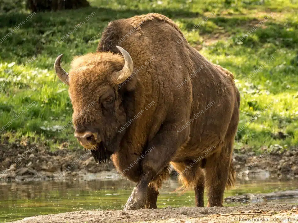 Ein großer Wisent steht mit nassen Beinen an einer flachen Wasserstelle im Wald.