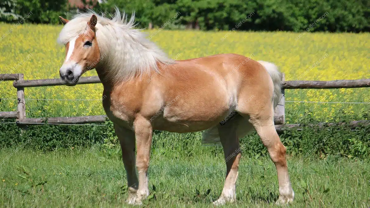 Ein Haflinger steht seitlich auf einer grünen Weide vor einem Zaun und gelben Blüten.