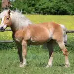 Ein Haflinger steht seitlich auf einer grünen Weide vor einem Zaun und gelben Blüten.