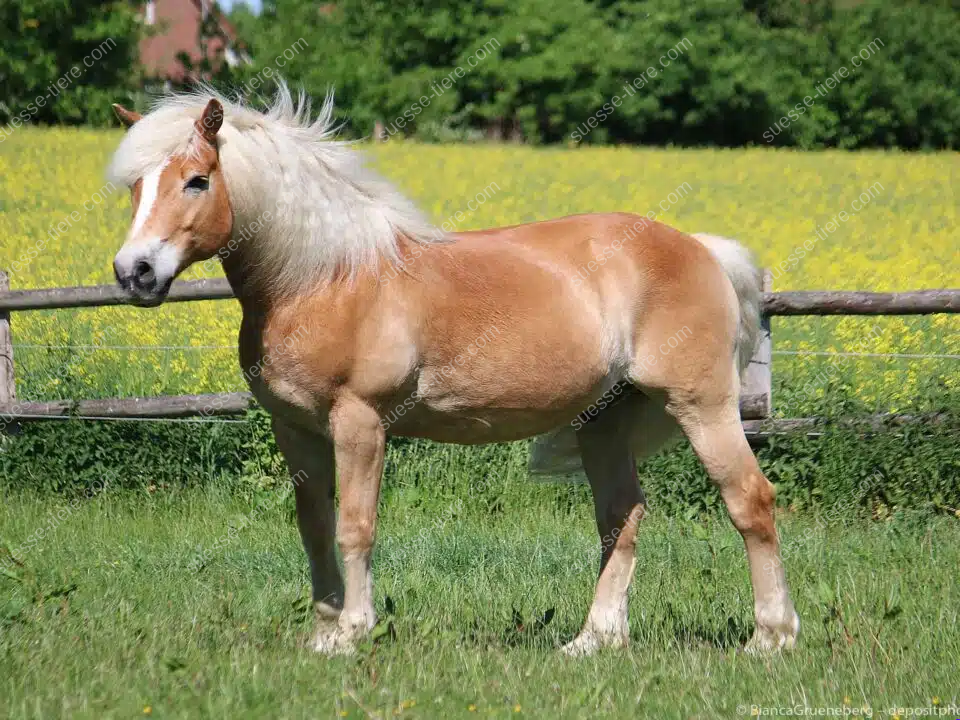 Ein Haflinger steht seitlich auf einer grünen Weide vor einem Zaun und gelben Blüten.