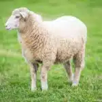 Ein weißes Hausschaf steht seitlich auf einer grünen Wiese vor unscharfem Hintergrund.
