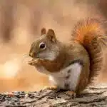 Ein Gemeines Rothörnchen hält Futter in den Pfoten und sitzt auf einem Baumstamm.