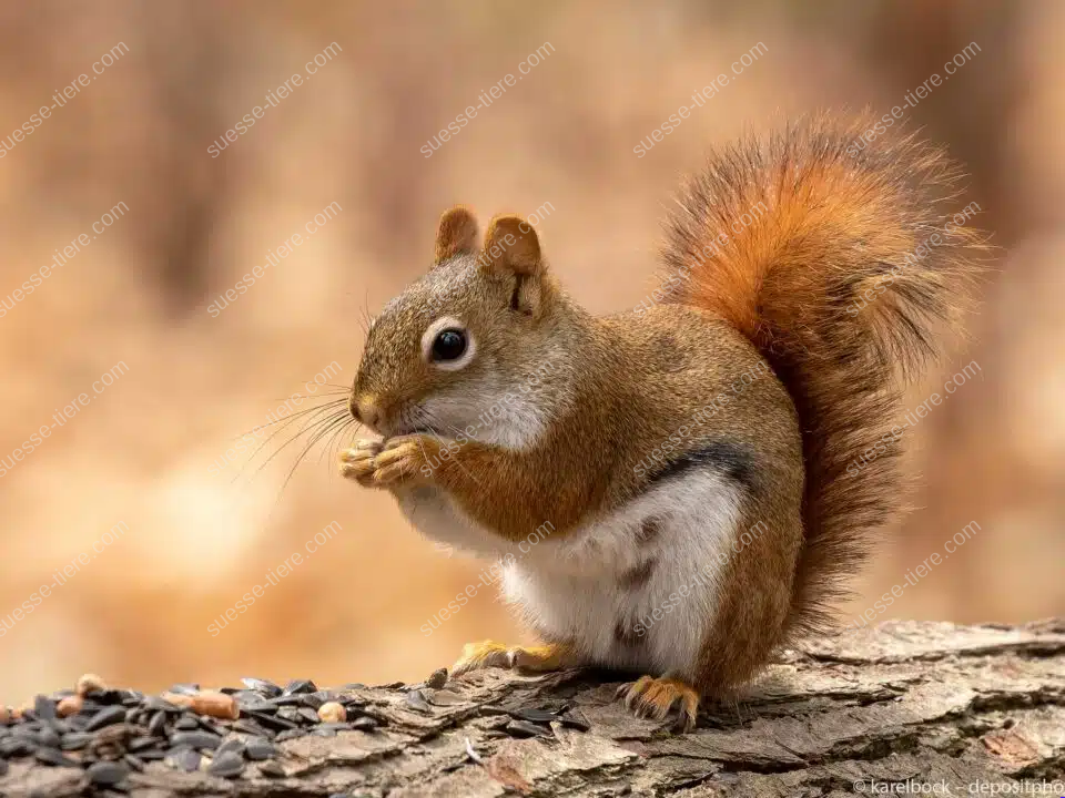 Ein Gemeines Rothörnchen hält Futter in den Pfoten und sitzt auf einem Baumstamm.