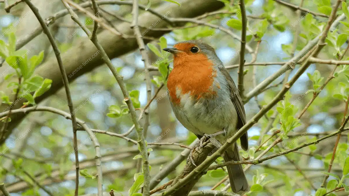 Ein Rotkehlchen mit orangeroter Brust sitzt auf einem Ast zwischen grünen Blättern.