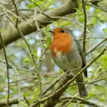 Ein Rotkehlchen mit orangeroter Brust sitzt auf einem Ast zwischen grünen Blättern.