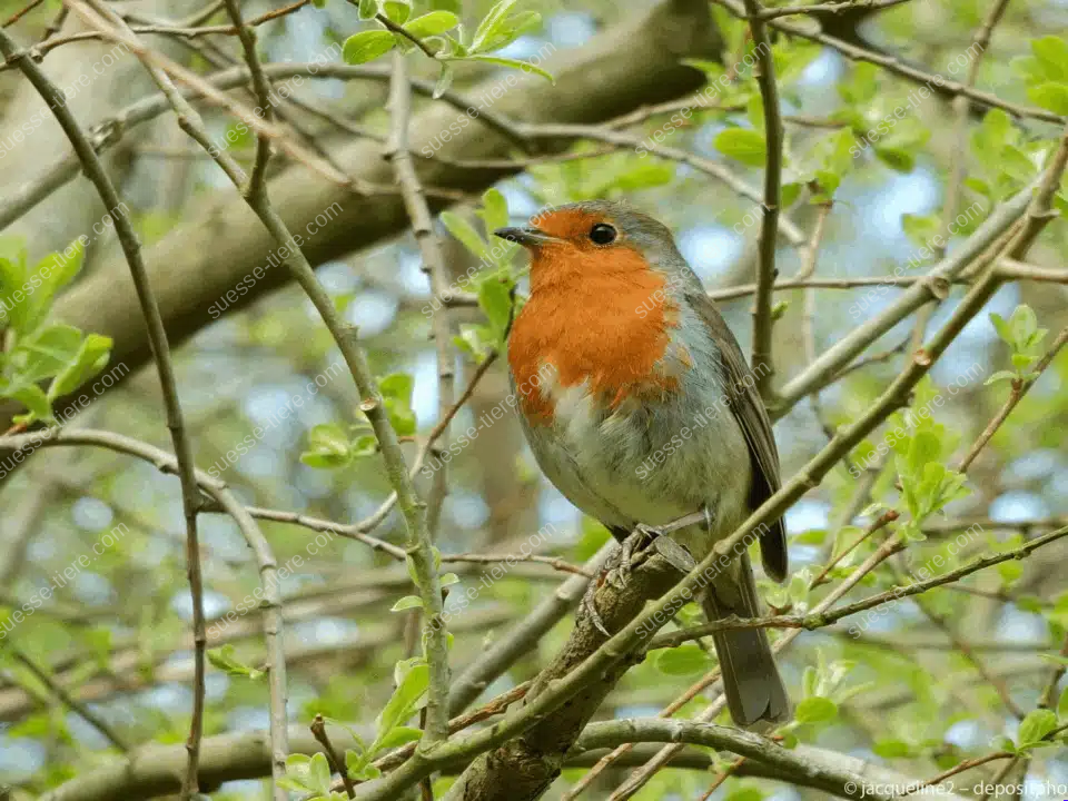 Ein Rotkehlchen mit orangeroter Brust sitzt auf einem Ast zwischen grünen Blättern.