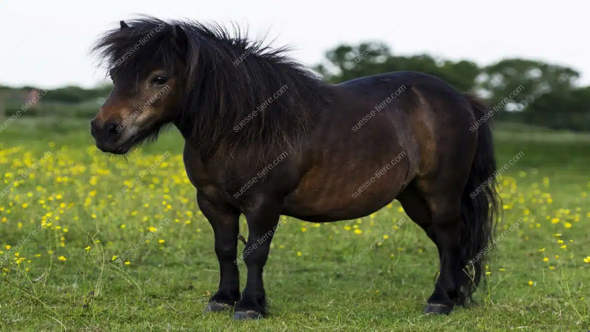 Ein dunkles Shetlandpony steht auf einer grünen Wiese mit vielen gelben Blüten.