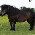 Ein dunkles Shetlandpony steht auf einer grünen Wiese mit vielen gelben Blüten.