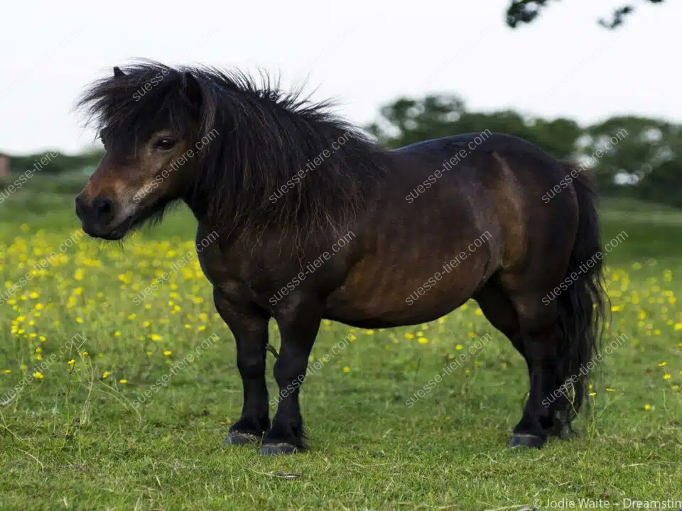 Ein dunkles Shetlandpony steht auf einer grünen Wiese mit vielen gelben Blüten.